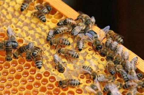ефективността на пчеларството при хроничен простатит